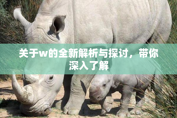 关于w的全新解析与探讨，带你深入了解