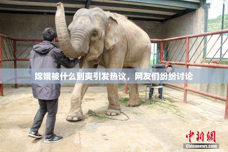 嫦娥被什么到爽引发热议，网友们纷纷讨论