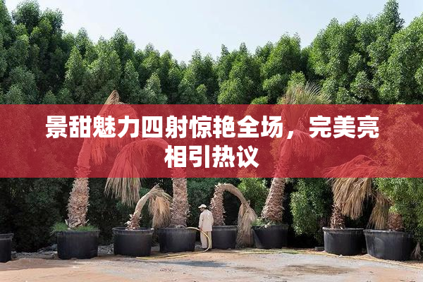 景甜魅力四射惊艳全场，完美亮相引热议