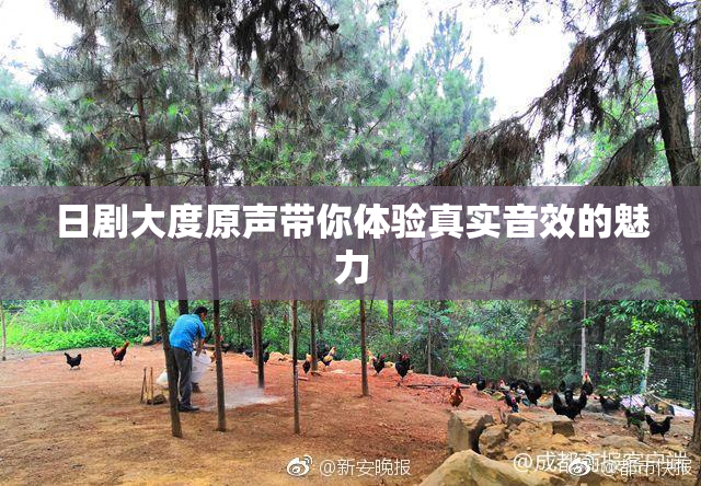 日剧大度原声带你体验真实音效的魅力
