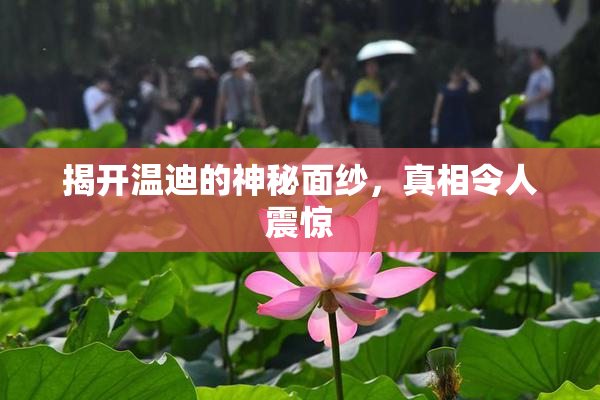 揭开温迪的神秘面纱，真相令人震惊