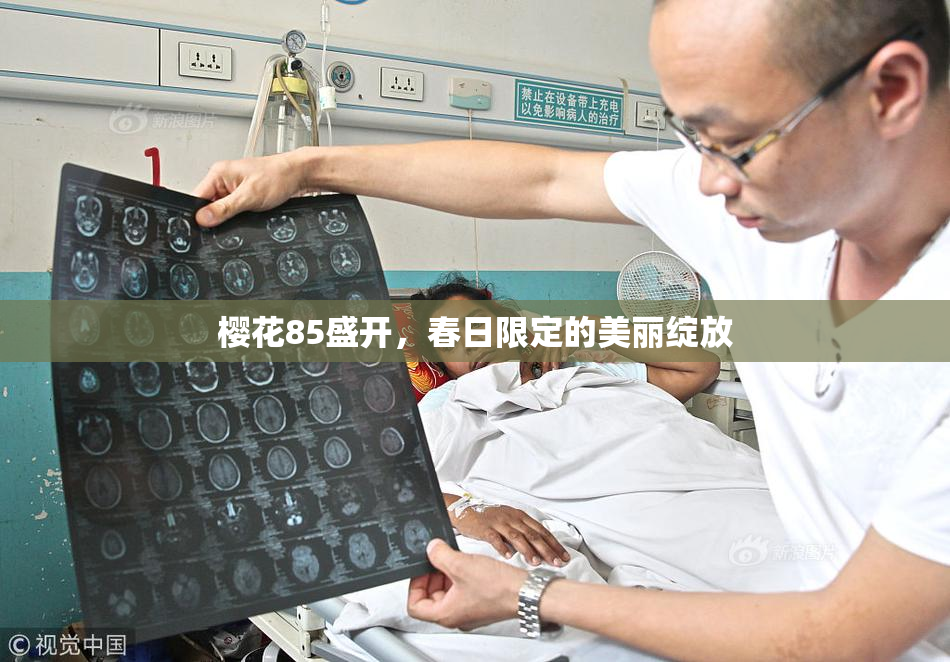 樱花85盛开，春日限定的美丽绽放