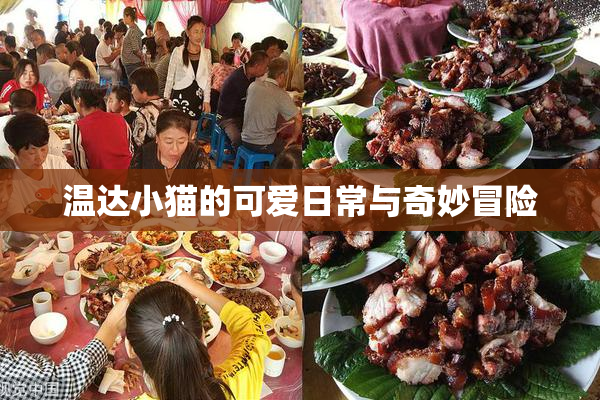 温达小猫的可爱日常与奇妙冒险