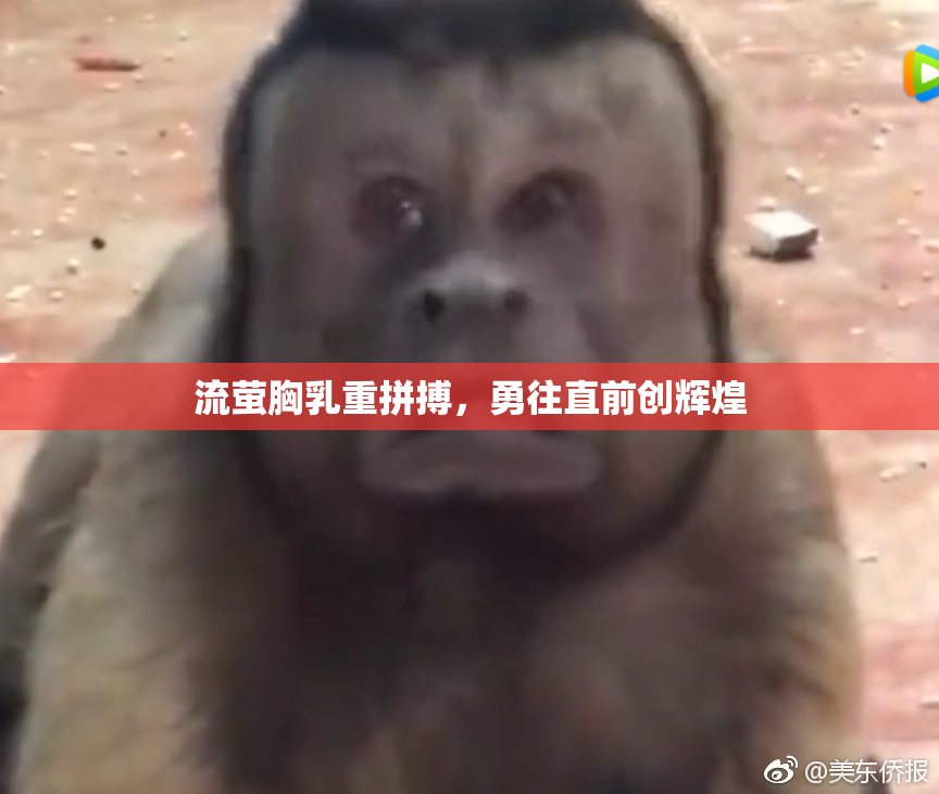 流萤胸乳重拼搏，勇往直前创辉煌