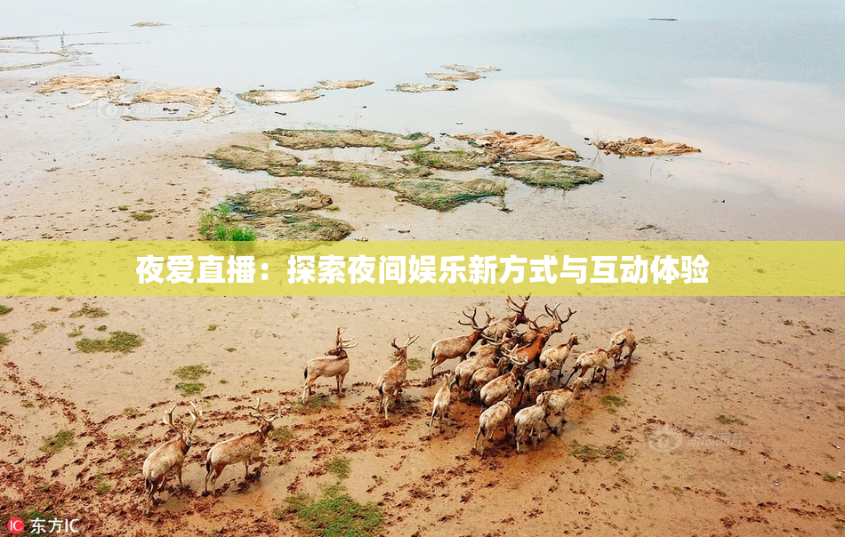 夜爱直播：探索夜间娱乐新方式与互动体验