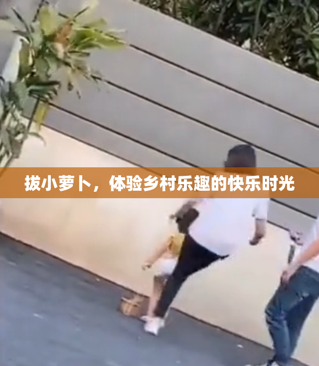 拔小萝卜，体验乡村乐趣的快乐时光