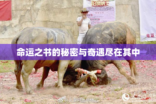 命运之书的秘密与奇遇尽在其中
