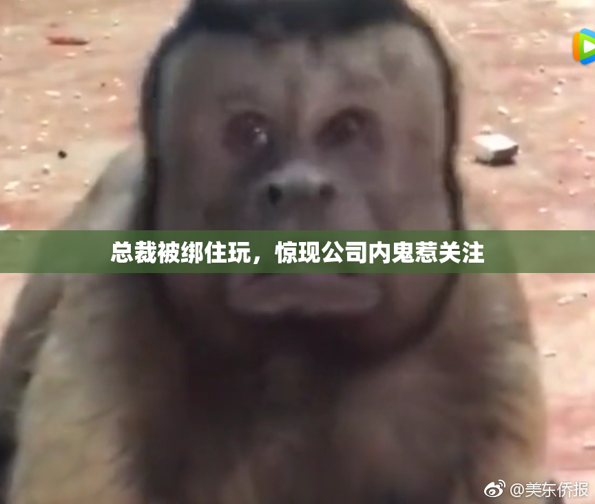 总裁被绑住玩，惊现公司内鬼惹关注