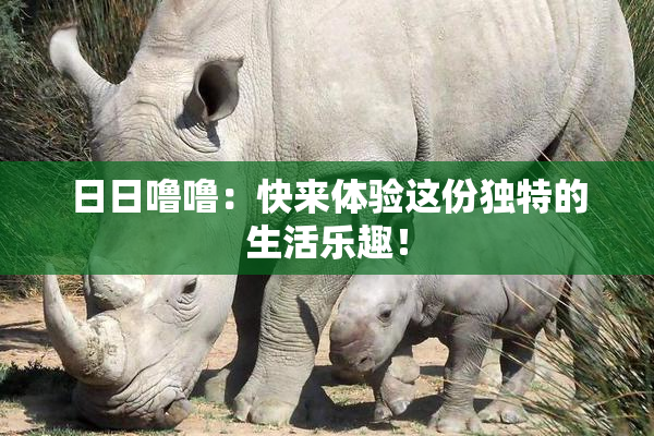 日日噜噜：快来体验这份独特的生活乐趣！
