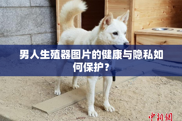 男人生殖器图片的健康与隐私如何保护？