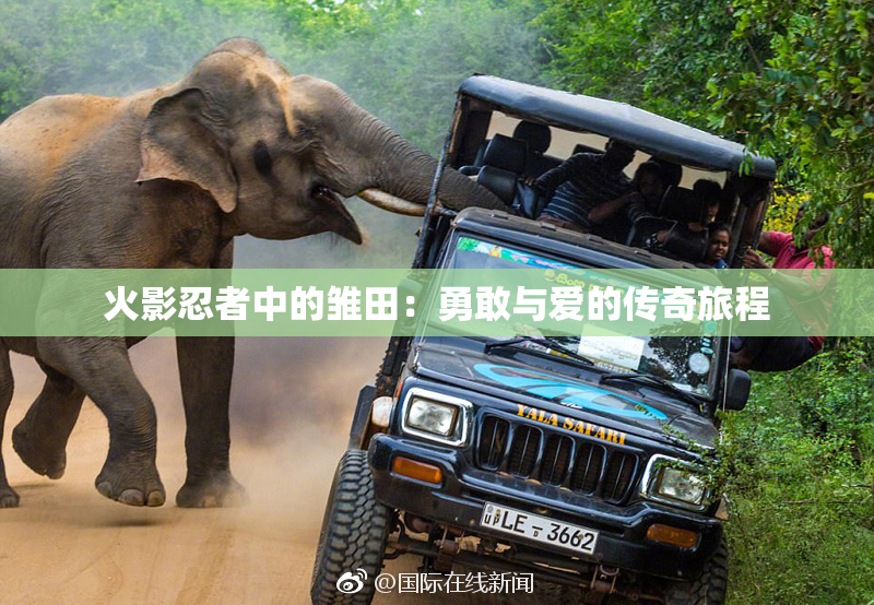 火影忍者中的雏田：勇敢与爱的传奇旅程