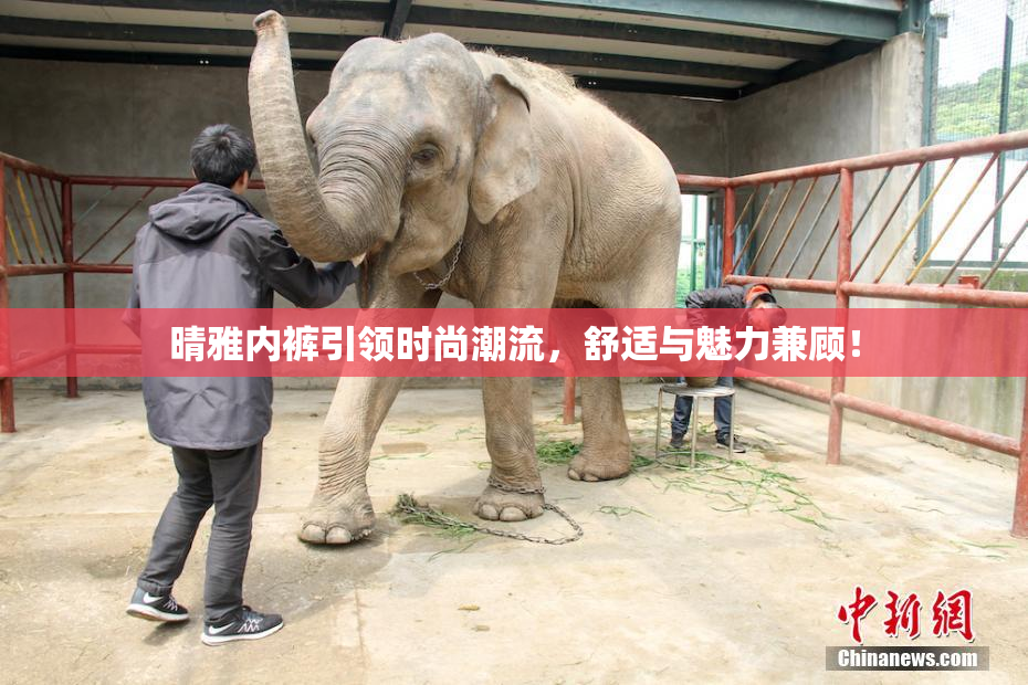 晴雅内裤引领时尚潮流，舒适与魅力兼顾！