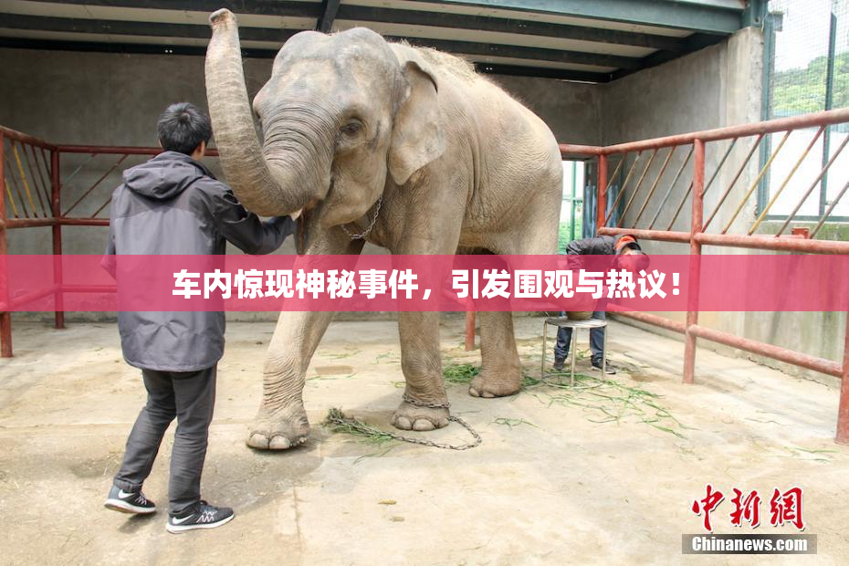 车内惊现神秘事件，引发围观与热议！