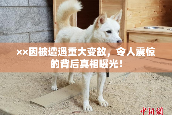 ××因被遭遇重大变故，令人震惊的背后真相曝光！