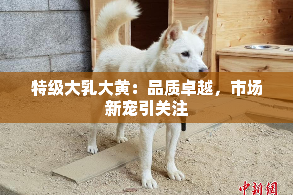 特级大乳大黄：品质卓越，市场新宠引关注