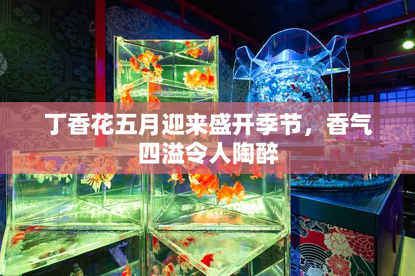 丁香花五月迎来盛开季节，香气四溢令人陶醉