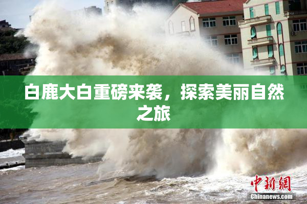 白鹿大白重磅来袭，探索美丽自然之旅
