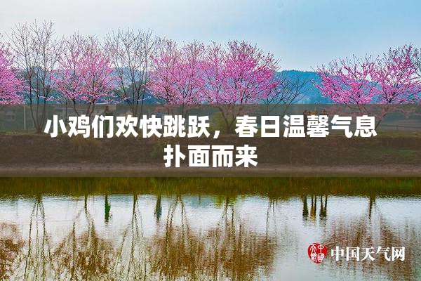 小鸡们欢快跳跃，春日温馨气息扑面而来