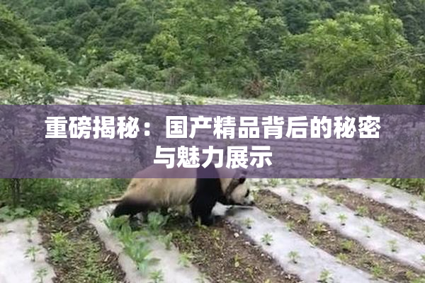 重磅揭秘：国产精品背后的秘密与魅力展示