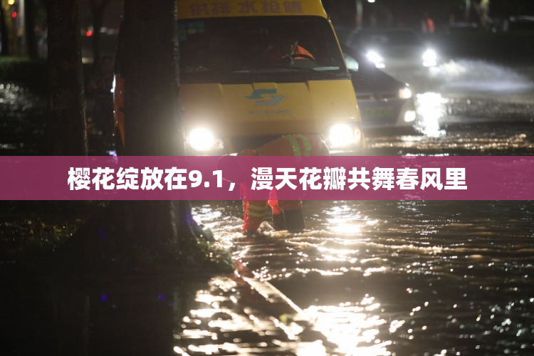 樱花绽放在9.1，漫天花瓣共舞春风里