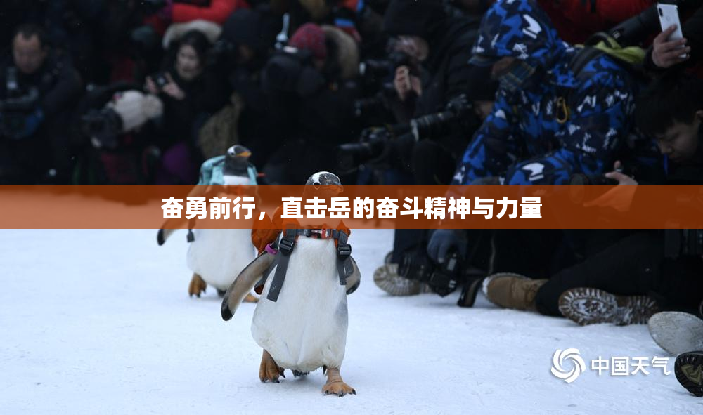奋勇前行，直击岳的奋斗精神与力量