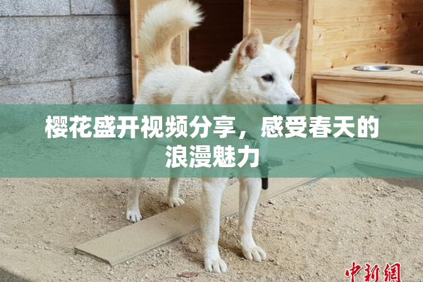 樱花盛开视频分享，感受春天的浪漫魅力