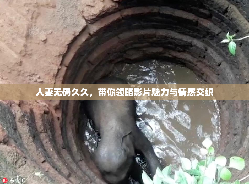 人妻无码久久，带你领略影片魅力与情感交织