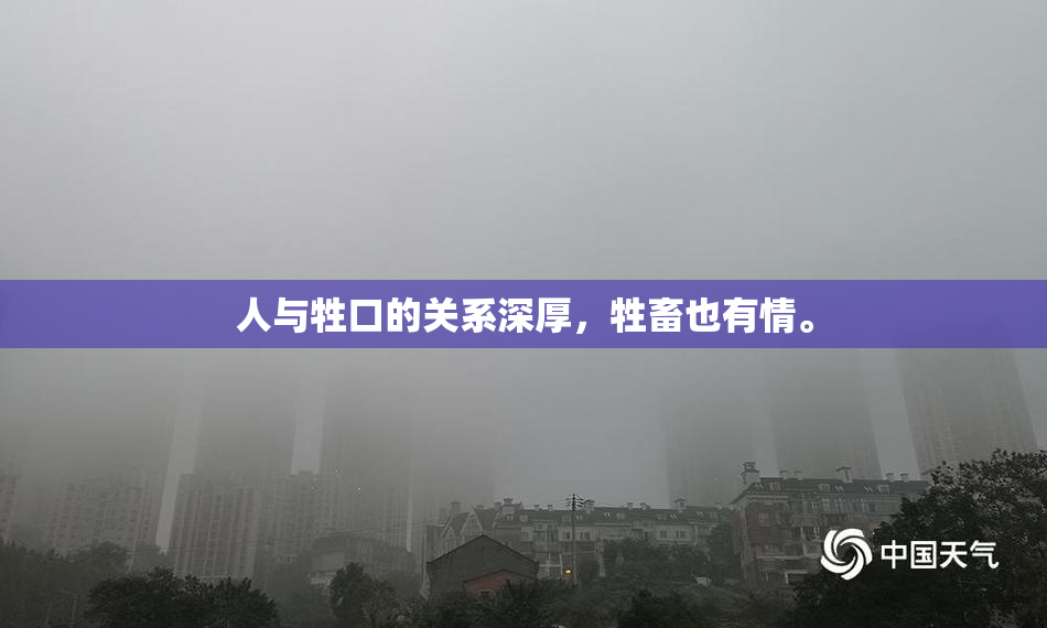 人与牲口的关系深厚，牲畜也有情。