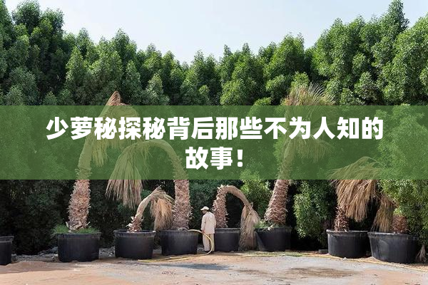 少萝秘探秘背后那些不为人知的故事！