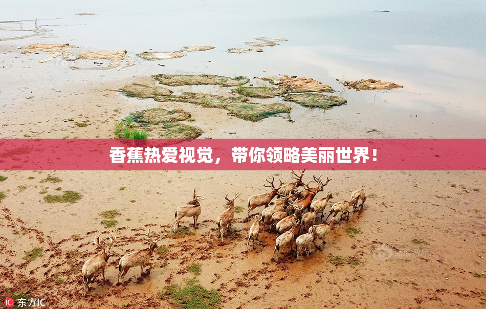 香蕉热爱视觉，带你领略美丽世界！
