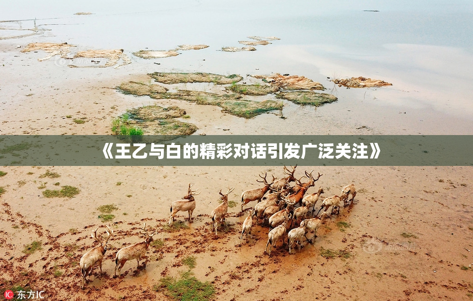《王乙与白的精彩对话引发广泛关注》