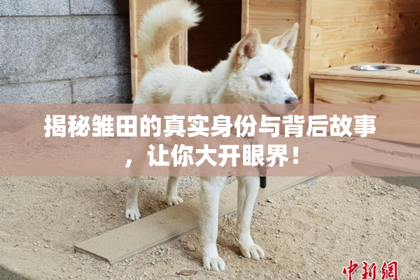 揭秘雏田的真实身份与背后故事，让你大开眼界！
