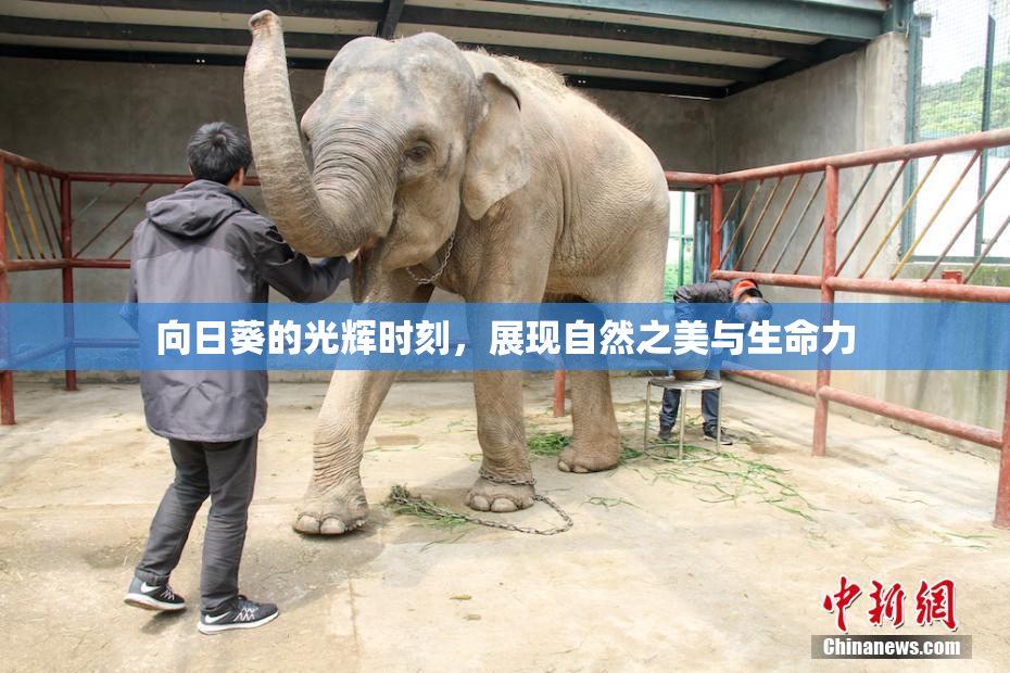 向日葵的光辉时刻，展现自然之美与生命力