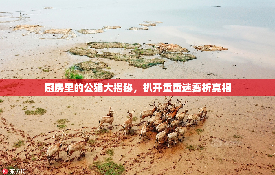厨房里的公猫大揭秘，扒开重重迷雾析真相