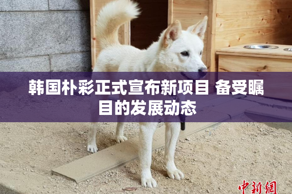 韩国朴彩正式宣布新项目 备受瞩目的发展动态