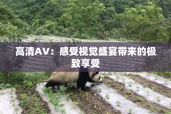 高清AV：感受视觉盛宴带来的极致享受