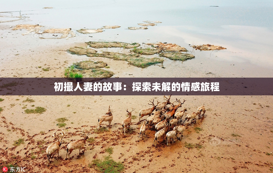 初撮人妻的故事：探索未解的情感旅程