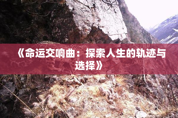 《命运交响曲：探索人生的轨迹与选择》