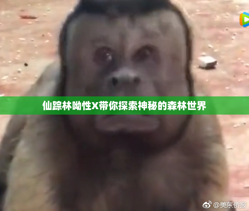 仙踪林呦性X带你探索神秘的森林世界