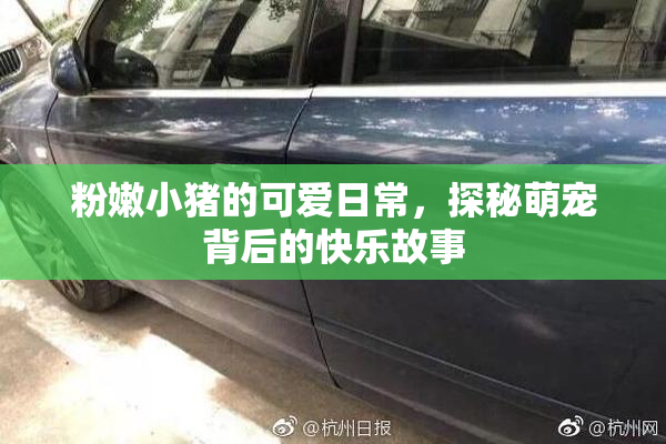 粉嫩小猪的可爱日常，探秘萌宠背后的快乐故事