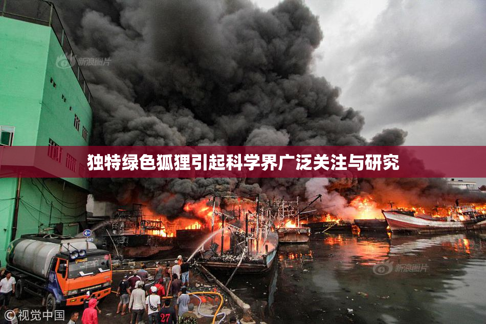 独特绿色狐狸引起科学界广泛关注与研究