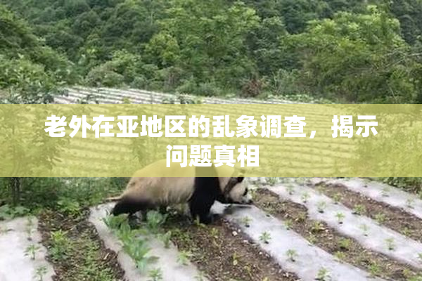 老外在亚地区的乱象调查，揭示问题真相