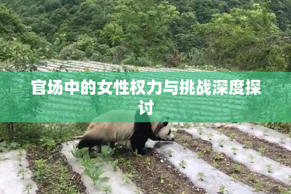 官场中的女性权力与挑战深度探讨