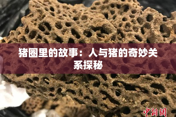 猪圈里的故事：人与猪的奇妙关系探秘