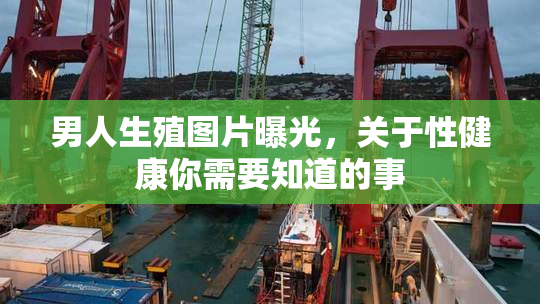 男人生殖图片曝光，关于性健康你需要知道的事