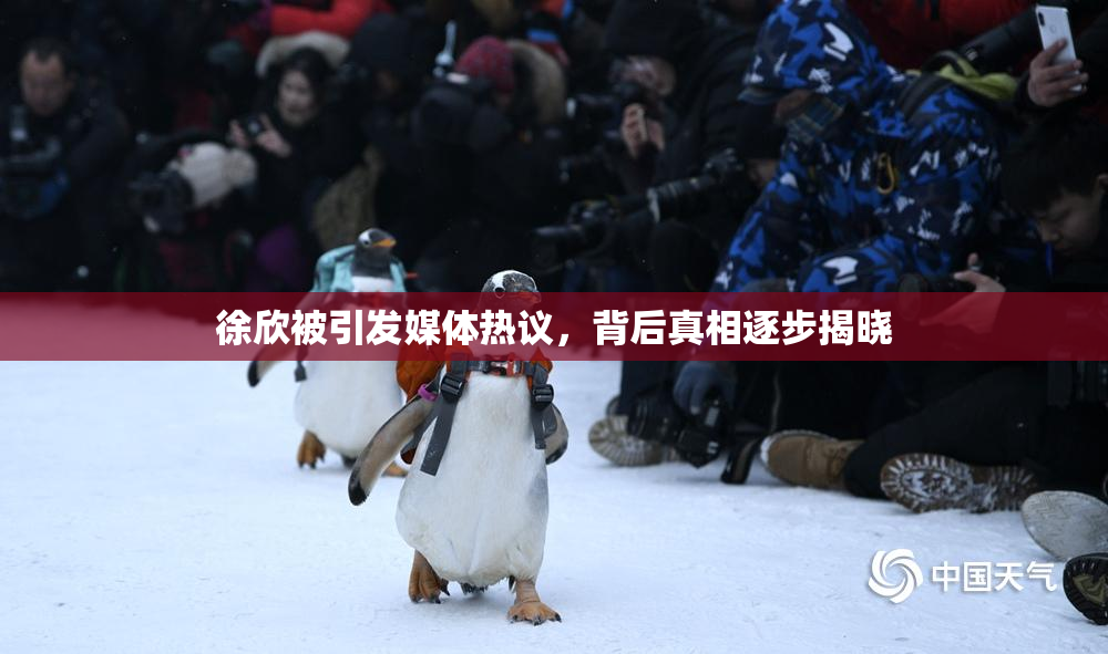 徐欣被引发媒体热议，背后真相逐步揭晓