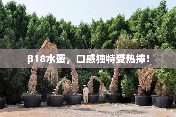 β18水蜜，口感独特受热捧！