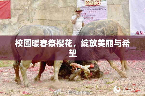 校园暖春祭樱花，绽放美丽与希望