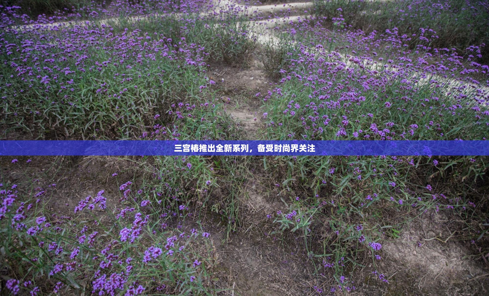 三宫椿推出全新系列，备受时尚界关注