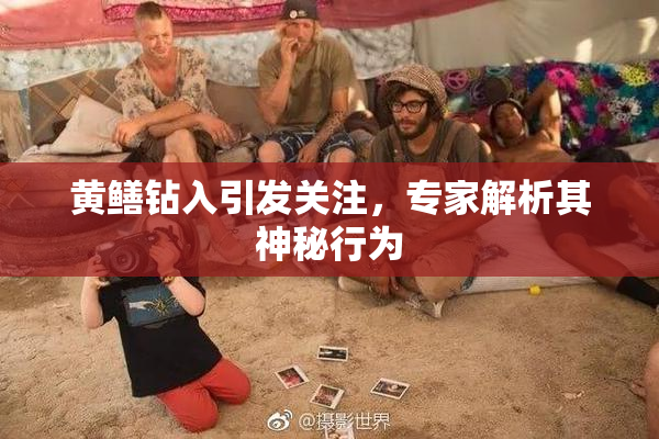 黄鳝钻入引发关注，专家解析其神秘行为